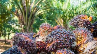 Harga TBS Sawit Riau Periode 16-22 September 2026 Turun, Umur 9 Tahun Rp3.976,56 per Kg